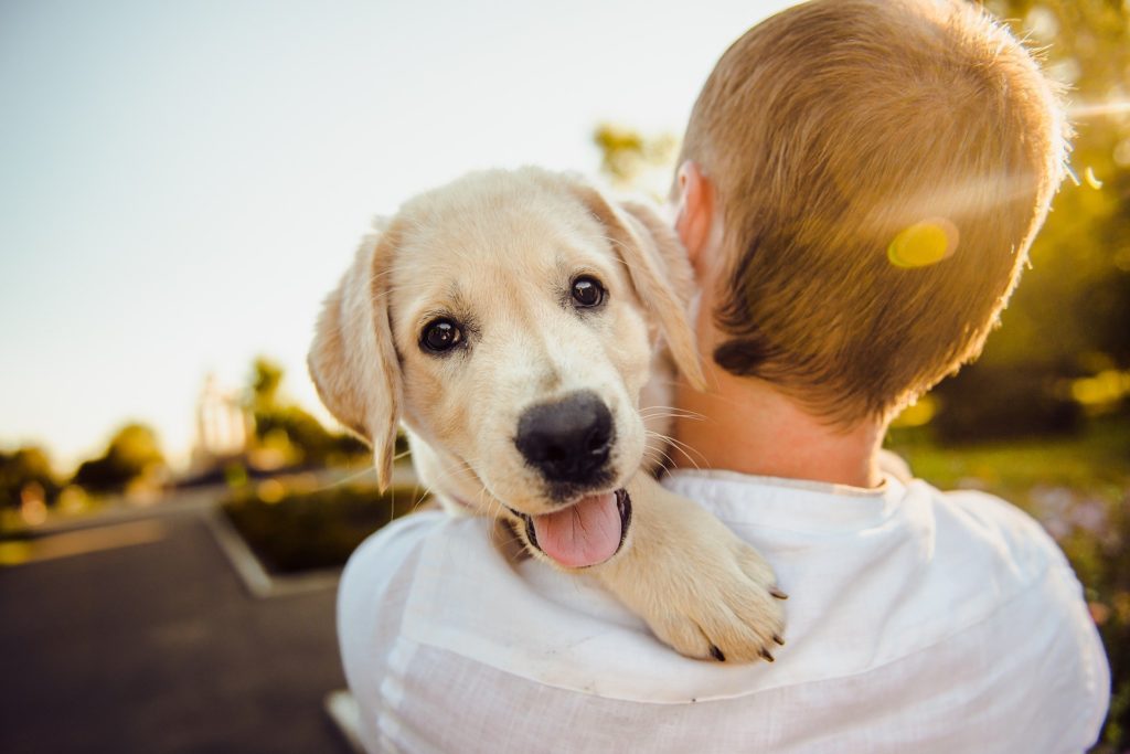 Hábitos para seu cão viver mais e feliz
